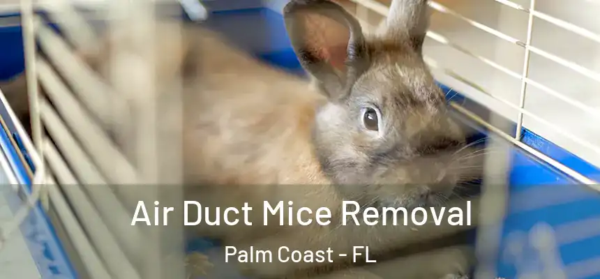 Air Duct Mice Removal Palm Coast - FL