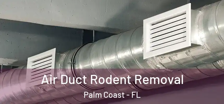 Air Duct Rodent Removal Palm Coast - FL